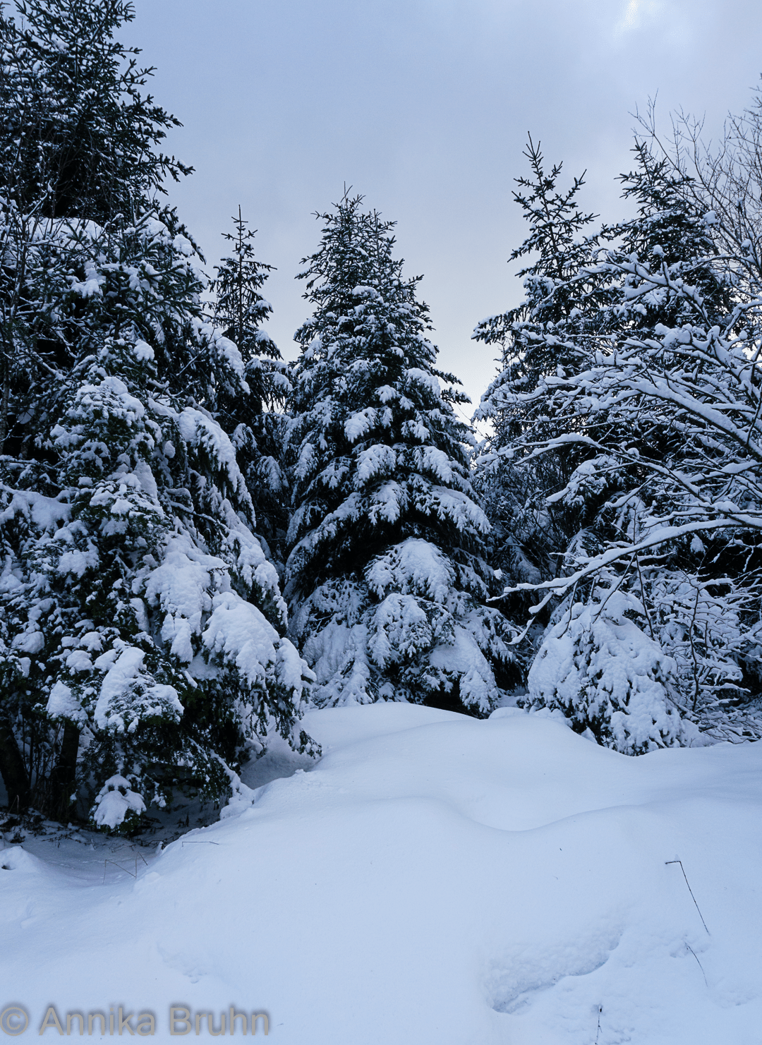 Tannen unterm Schnee